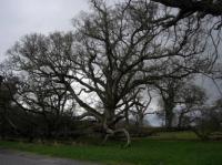 tree.thumbnail Sacred Sites