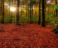 1103039 backlight   hdr.thumbnail October