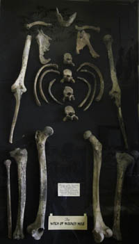 Pagan Theology Skeleton Pagan Theology
