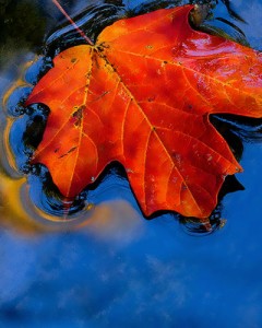 LeafContest 240x300 GypsyWytch