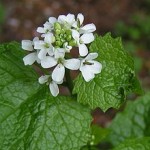 220px Garlic Mustard close 8001 150x150 Merry Meet Readers!