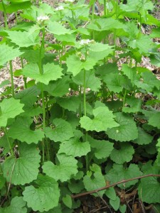 garlic mustard plantsashx 225x300 The Witchs Cupboard