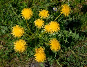 dandelion 300x232 The Witchs Cupboard