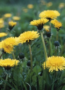 dandelion21 216x300 Merry May!!!