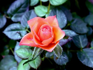 Flower-Wild-Rose-1-4MFFW20GZM-1024x768 Flower Wild Rose 1 4MFFW20GZM 1024x768 300x225 WiseWoman Traditions