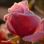 candied roses candied roses 150x150 HearthBeats: Recipes from a Kitchen Witch