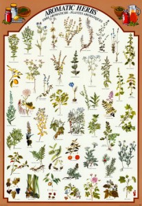 aromatic-herbs aromatic herbs 207x300 WitchCrafts