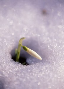 imbolc 216x300 Musings From the Mossy Trail 