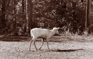 deer 300x191 Across the Great Divide