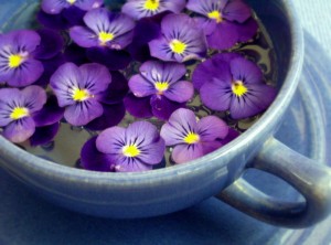 Violet Violet 300x222 Lavenders Corner