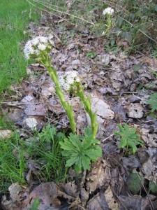coltsfoot coltsfoot 225x300 Mugwort Chronicles