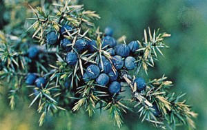 ijunipe001p4 juniper 300x189 Lionhearts Magickal Herbal Guide
