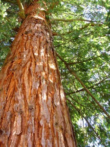 cedar cedarwood wood smell tree himalayan does oil oils paganpages better than virginiana juniperus bark