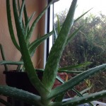 aloe