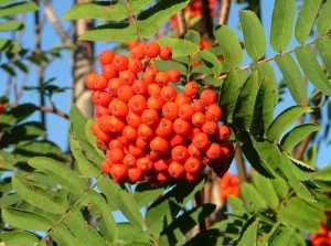 rowan2