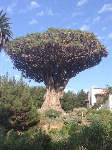 dragontree1