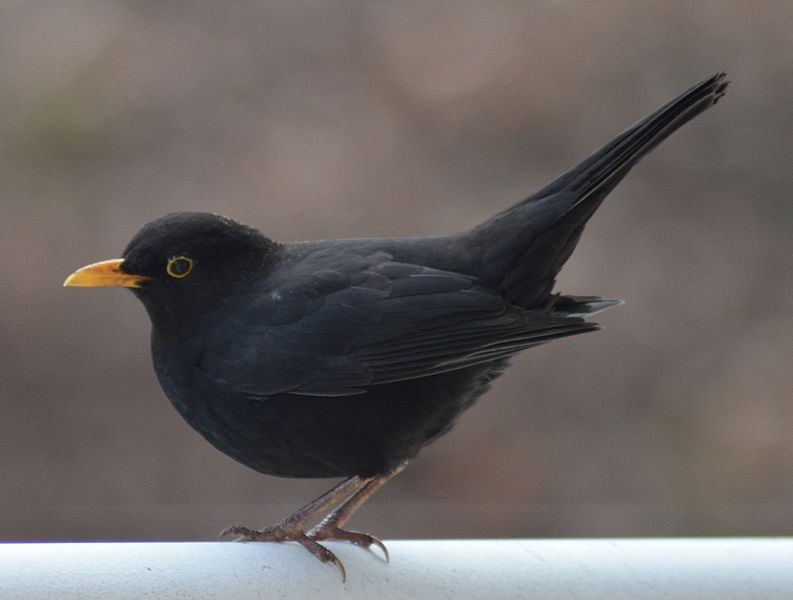 The Blackbird – PaganPages.org