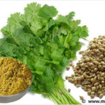 coriander