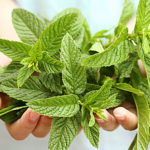 peppermint