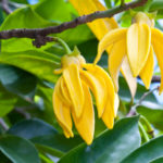 Ylang-Ylang Flowers