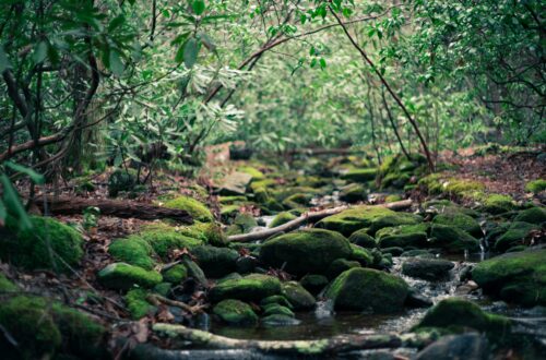 A shady spot in a forest with mossy rocks in the center of the image.