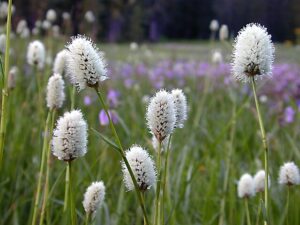 Many stalks of western bistort, a white fluffy flower on top of a thin green stem.