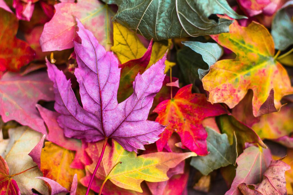 Image alt text: A collection of beautiful, colourful autumn leaves.