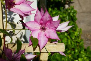 A large, pink clematis blossom with eight pointy petals growing on a wooden trellis.
