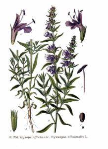 A coloured ink illustration of the leaves, stems, and flowers of the hyssop plant.