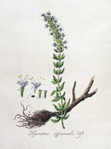 A coloured ink illustration of hyssop showing the stem with flowers and the roots.