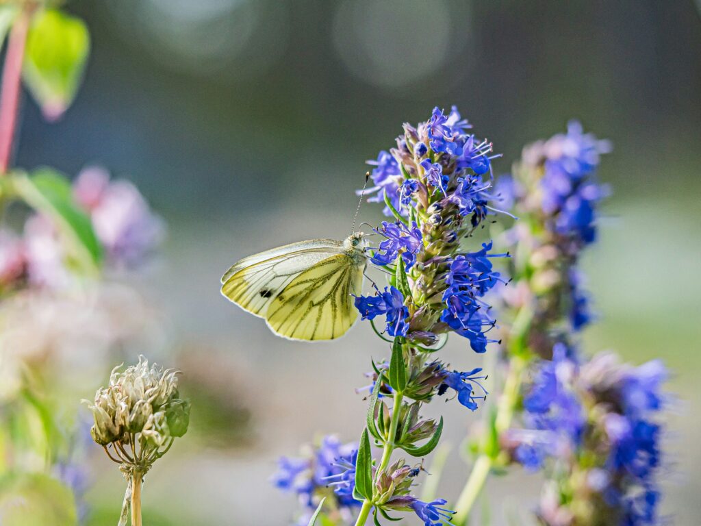 A cream butterfly with green veins sat on tiny blue flowers on a green stem.