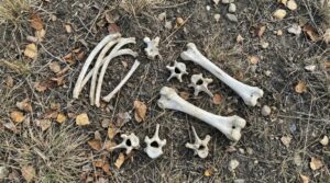 Animal bones
